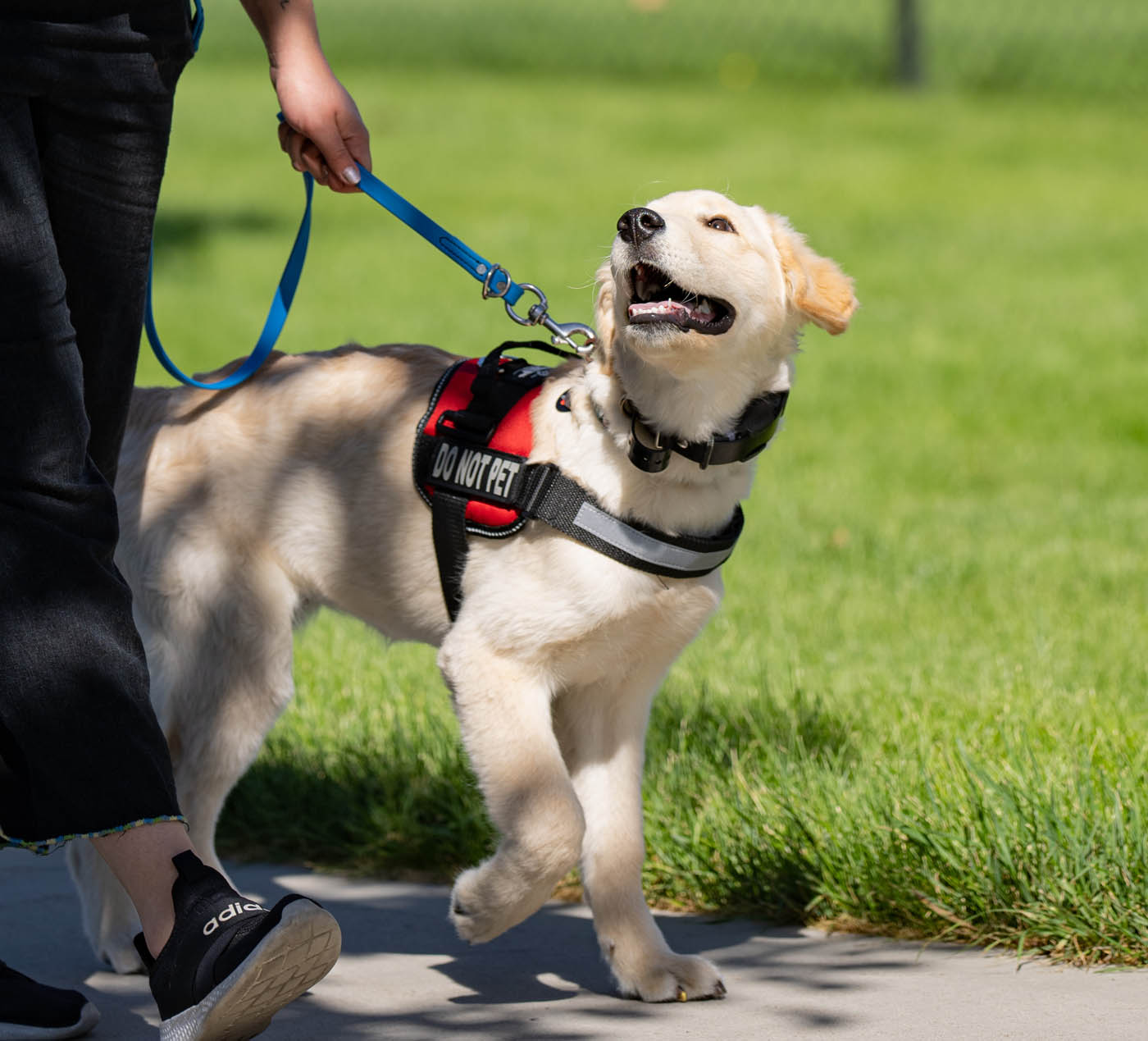 Dog Training Schedule That Builds Focused, Happy Dogs